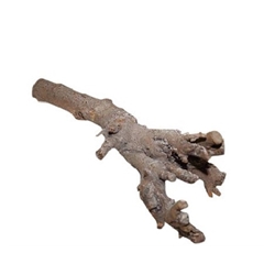Droogdeco Kuwa Root 40cm