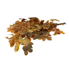 Preserved Beuk 80cm 150g