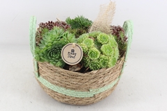 Arr4 Semp Pl - Mand Rond Green Oor Los 26P 31cm