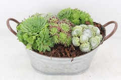 Arr4 Semp Pl - Zink Ovaal Teil Oor Los 33P 25cm