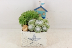 Arr4 Semp Pl - Hout 4kant Summer X8 12P 18cm