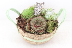 Arr4 Semp Pl - Mand Rond Oren Groen 285/5 28P 30cm