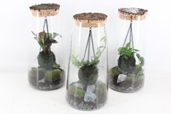 Arr3 Wr - Terrarium Kokedarium Triton Mix 16P 33H