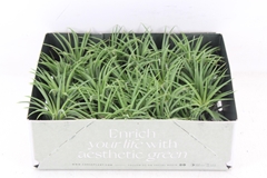 Arr3 Cp - Till. Ionantha Groen X20 5P 5H 11bloei