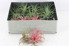 Arr3 Cp - Till. Ionantha Clumb Mix 10P 7H 99bloei