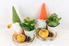 Arr2 Mb - Hout Schijf Gnome Mix X5 16P 28cm