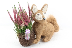 Arr4 Outdoor Pl - Vos Calluna Zijkant 36P 37cm