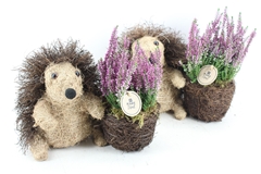 Arr4 Outdoor Pl - Riet Egel Calluna 30P 35cm