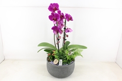 Arr2 Pl - Ker. Barok D.grijs Phal Cascade Lila 27P 60H