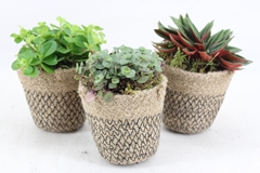 Arr3 Sn - Jute Potje Kl. X12 9P 22cm 99bloei