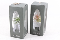 Arr3 Cp - Mini Glas Bol Giftbox X6 9P 21H