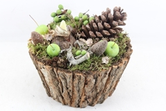 Arr4 Amaryllis Mb - Boomschors Rond 25P 28cm