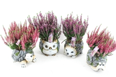 Arr4 Outdoor Pl - Ker. Dieren Mix Calluna 20P 35cm