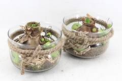Arr4 Amaryllis Mb - Glas Schaaltje Rope Kl. X6 17P 19cm
