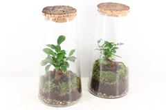 Arr3 Wr - Terrarium Kokedarium Triton 16P 33H