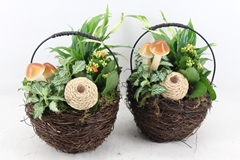 Arr2 Js - Salim Tasmand 20P 32cm 12bloei