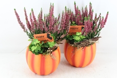 Arr4 Outdoor Js - Oranje Pomp. 338/6 16P 36cm 12bloei