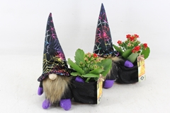 Arr2 Js - Gnoom Heks Mix 21P 29cm 12bloei