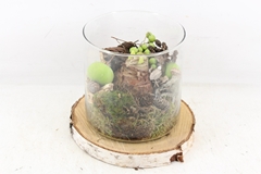 Arr4 Amaryllis Mb - Hout Schijf Glas Cilin. X4 22P 25cm