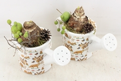 Arr4 Amaryllis Mb - Ker. Gieter Herfst Print 27P 25cm