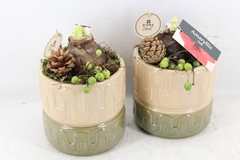 Arr4 Amaryllis Pl - Ker. Beige Green 14P 26cm