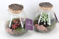 Arr3 Wr - Terrarium Halley M 17P 25cm