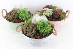 Arr4 Semp Pl - Zink Colour Mix 20P 30cm