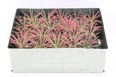 Arr3 Cp - Till. Ionantha Rood X20 6P 6H 11bloei