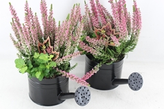 Arr4 Outdoor Js - Zink Gieter Black X6 26P 35cm 12bloei
