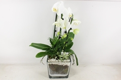 Arr2 Pl - Glas Pot 4kant Phal. Wit 968/2 18P 55H