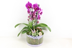 Arr2 Pl - Glas Cilinder Phal. Lila 23P 60H