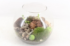 Arr4 Amaryllis Mb - Bolglas X2 M 25P 26cm