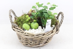 Arr4 Amaryllis Pl - Kubumand Los 28P 27cm