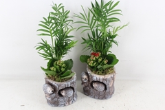 Arr2 Pl - Ker. Boomstam Egel Mix 13P 42cm