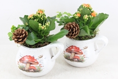 Arr2 Js - Ker. Kan Herfst 306/6 17P 28cm 12bloei
