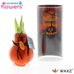 Arr4 Amaryllis Vh - Halloween Spin Koker