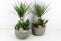 Arr2 Pl - Ker. Barok Green Dracena - Oranje/wit 21P 55cm