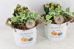Arr2 Pl - Zink Pumpkin X3 14P 27cm