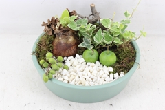 Arr4 Amaryllis Pl - Ker. 25cm Groen 25P 22cm
