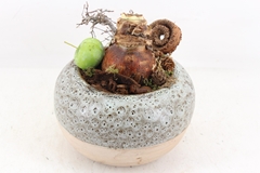 Arr4 Amaryllis Mb - Ker. Luxe Bolpot 338/3 21P 27cm
