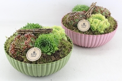 Arr4 Semp Pl - Kunstst. Schaal Roze/groen Los 26P 26cm