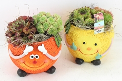Arr4 Semp Js - Ker. Fruit Mix Orange/lemon 17P 26cm