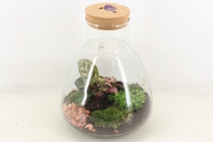 Arr3 Wr - Terrarium Erlenmeyer Large Led 25P 33H