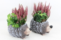 Arr4 Outdoor Mb - Ker. Egel X6 Calluna 20P 30cm