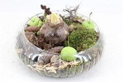 Arr4 Amaryllis Mb - Glas Schaal Ribbel 24P 19cm