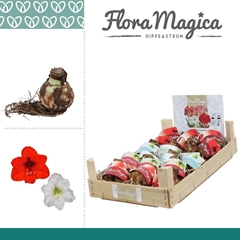 Arr4 Amaryllis Vh - 28/30bulb Mix Wooden Crate