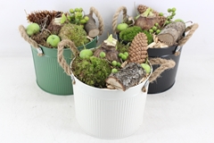 Arr4 Amaryllis Mb - Zink Emmer Mix Oor X4 20P 30cm