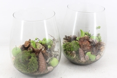 Arr4 Amaryllis Mb - Glas Roma 285/5 20P 29cm