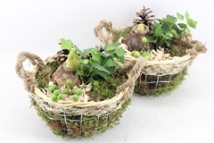 Arr4 Amaryllis Pl - Gaas/draadmand 285/4 21P 24cm