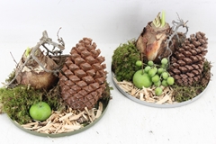 Arr4 Amaryllis Mb - Zink Plateau X5 Mix 20P 15cm